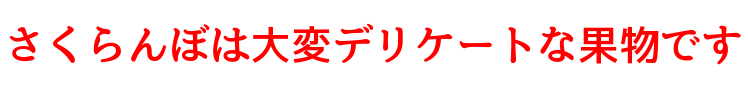 さくらんぼは大変デリケートな果物です!